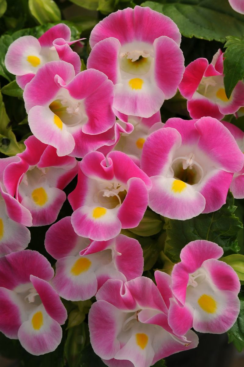 Impatiens → Begonias or Torenia