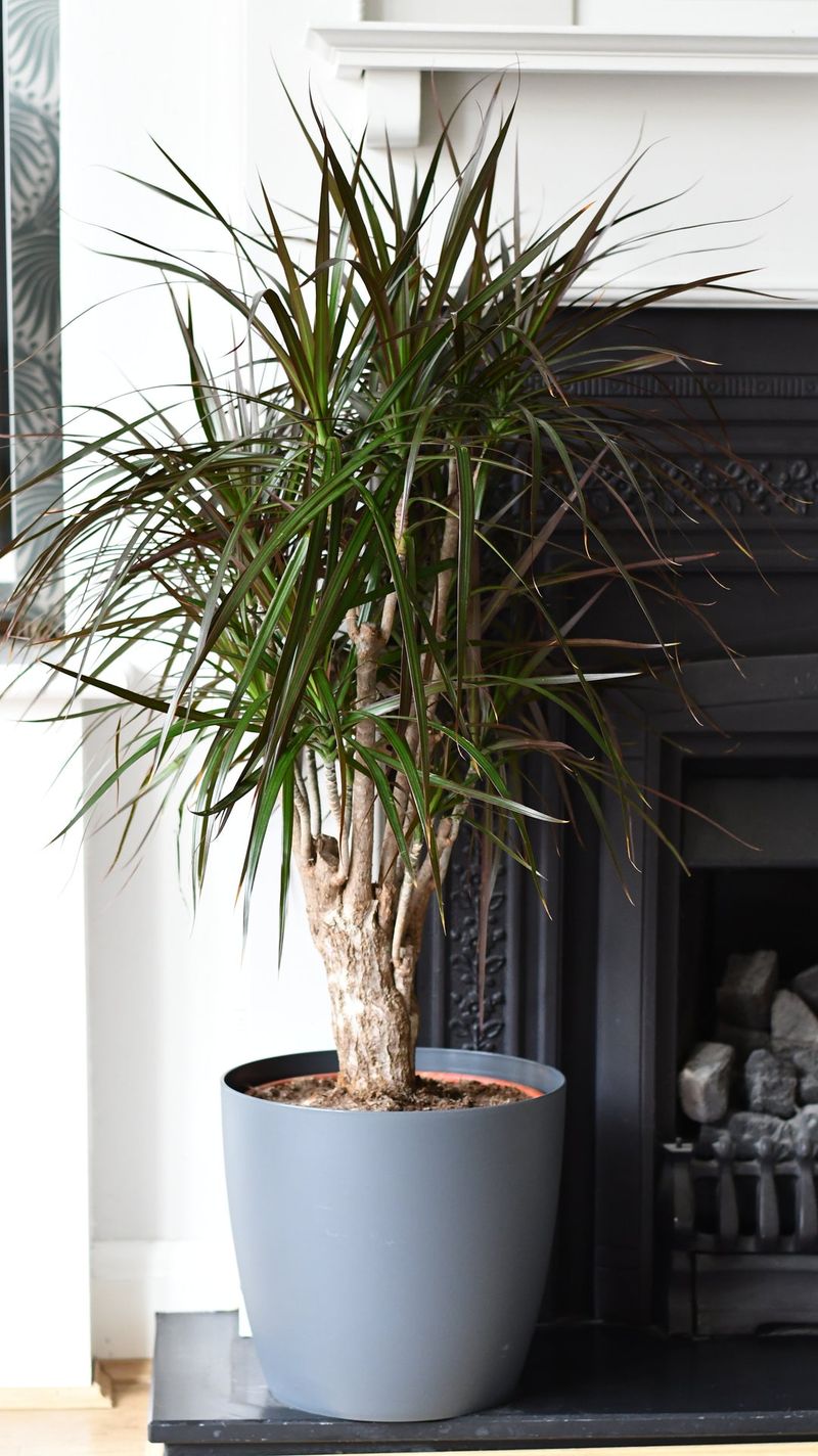 Dracaena