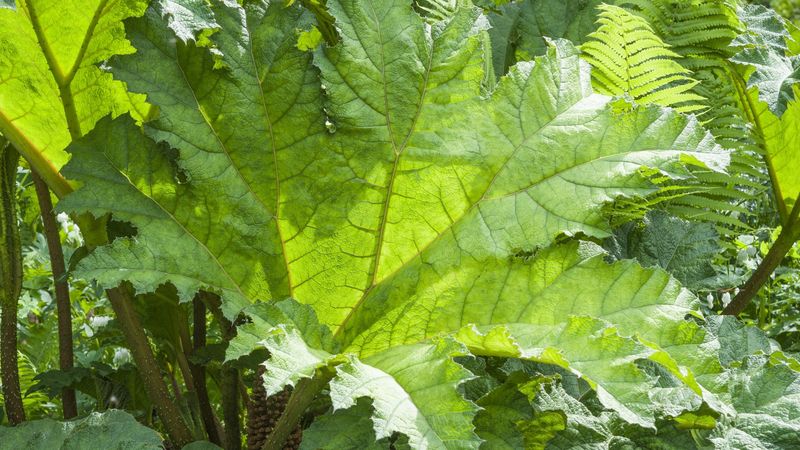 Gunnera manicata
