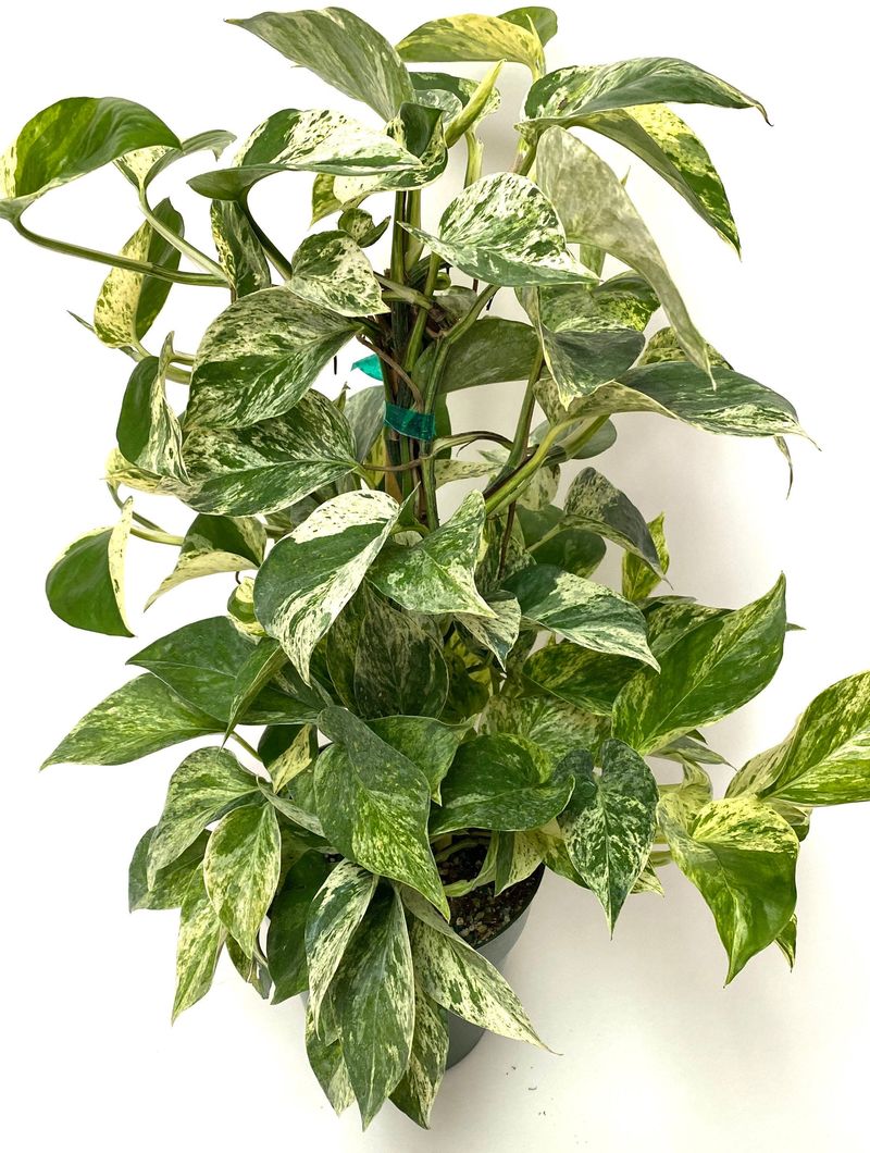 Pothos ‘Marble Queen’