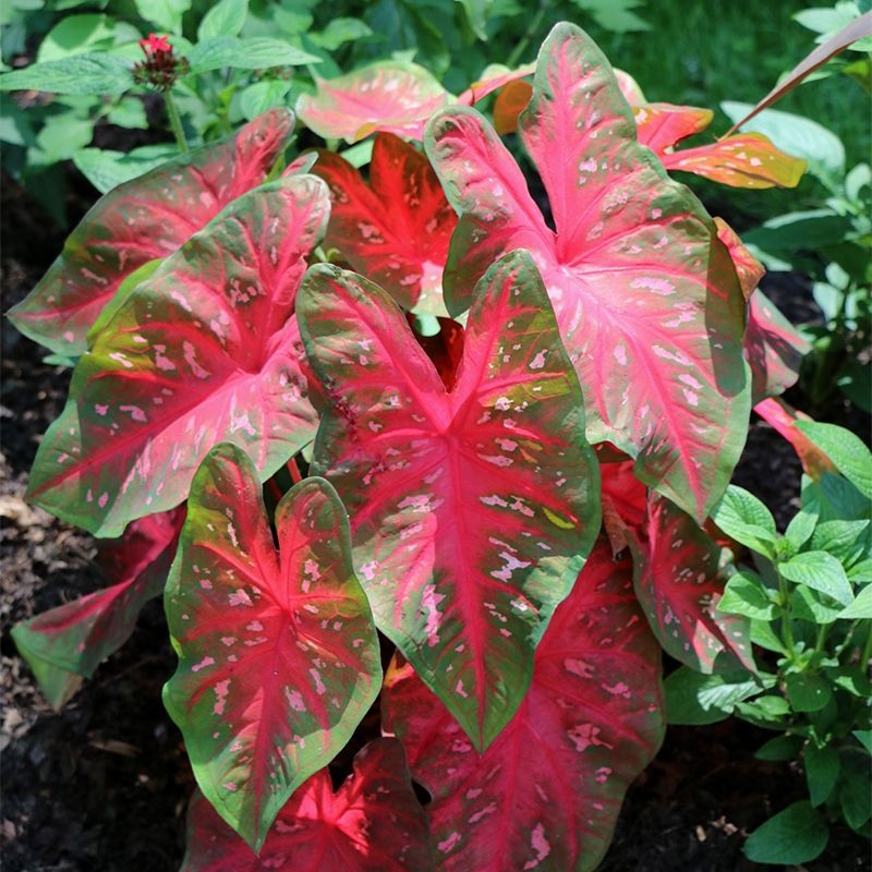 Caladium ‘Red Flash’