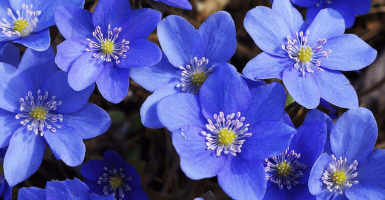 Plant Hepatica Under Your Trees—And Watch the Magic Happen