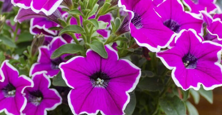 Plant These 12 Flowers This Week for a Stunning July Bloom