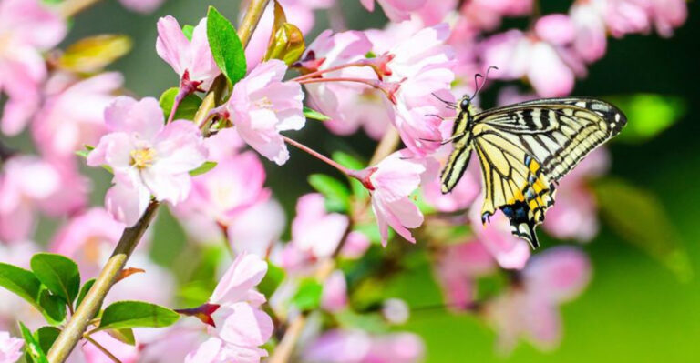 Plant These 17 Trees and Watch Your Garden Explode with Butterflies!