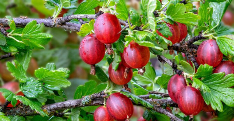Plant These 25 Fruits in May for a Sweet Summer Bounty