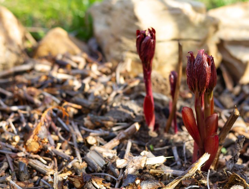 Mulch to Conserve Moisture