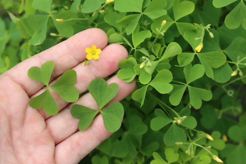 Wood Sorrel