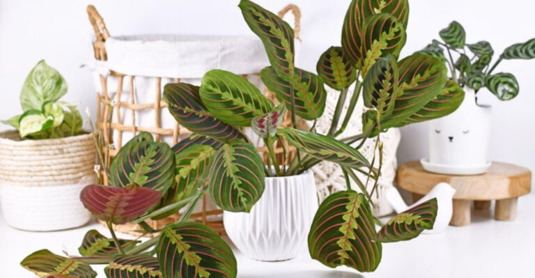 Prayer Plants: The Simple Secrets Most People Overlook (No Wonder Yours Isn’t Thriving)