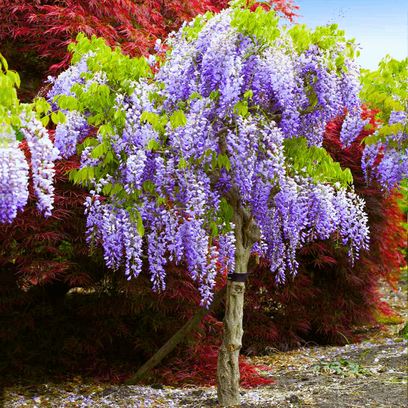 Chinese Wisteria (Avoid)