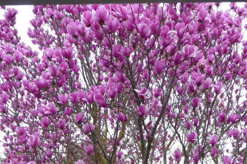 Tulip Tree