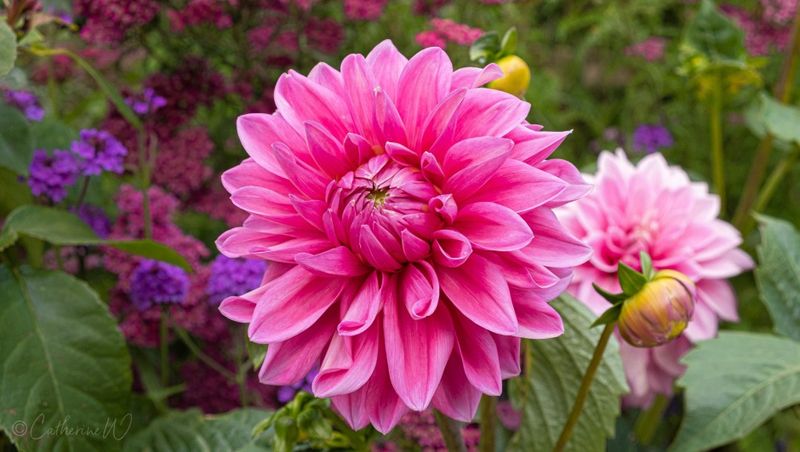 Dahlias