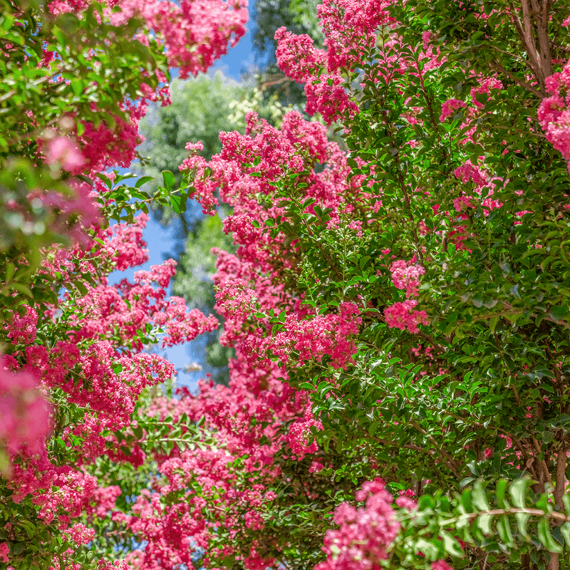 Crape Myrtle