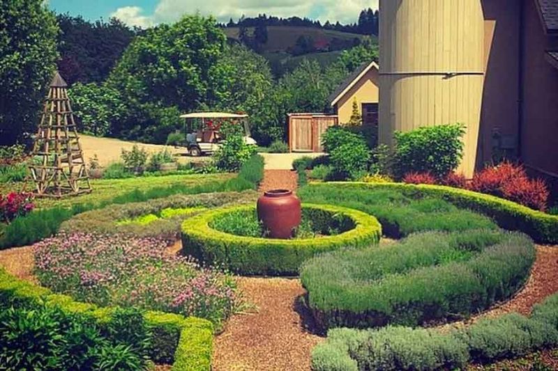 Oregon Grape (Mahonia aquifolium)