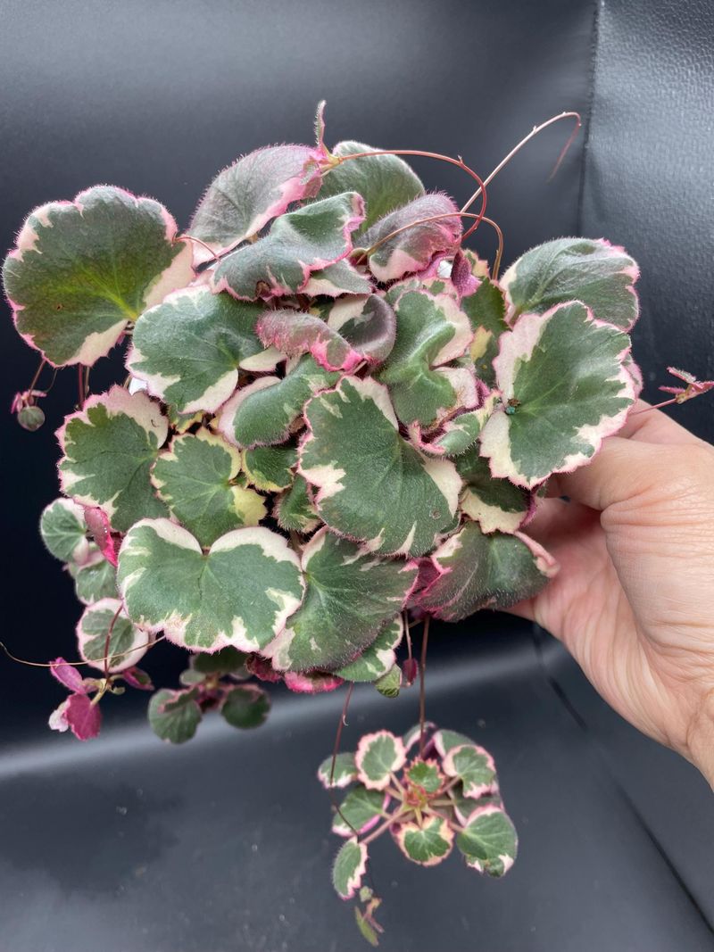 Give It a Hanging Home