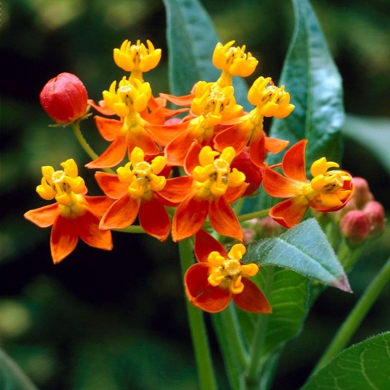 Tropical Milkweed (Asclepias curassavica)