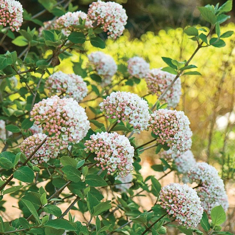 Viburnum