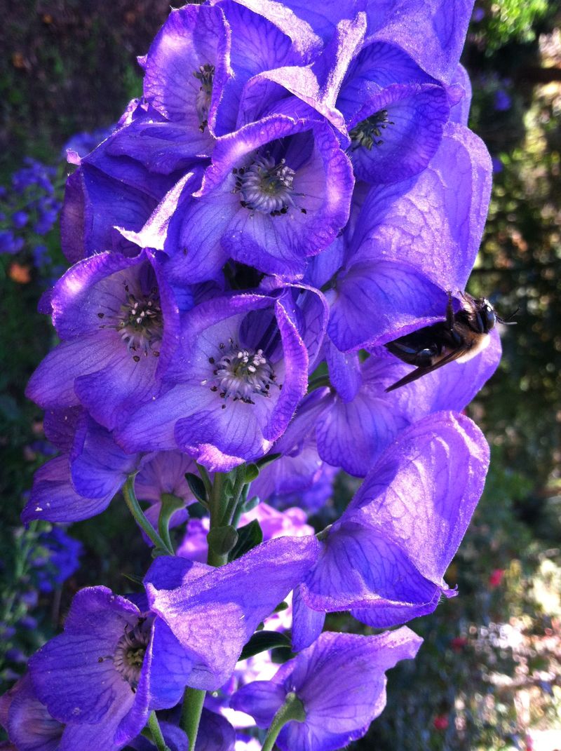 Monkshood