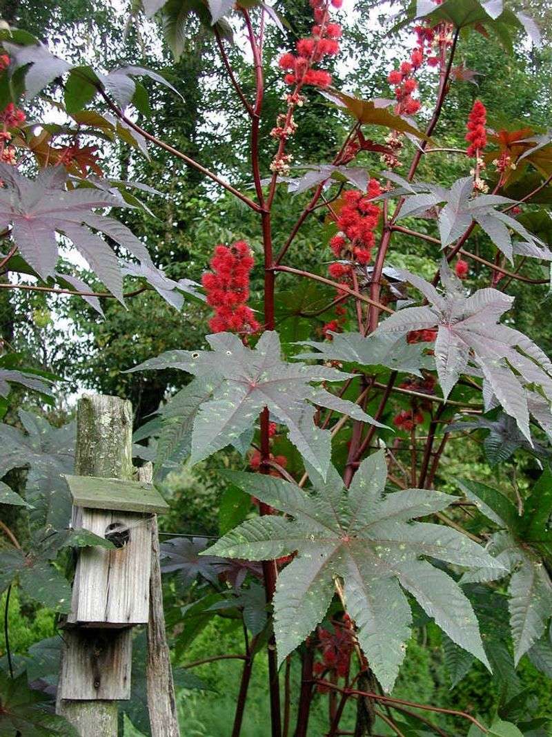 Castor Bean Plant (Ricinus communis)