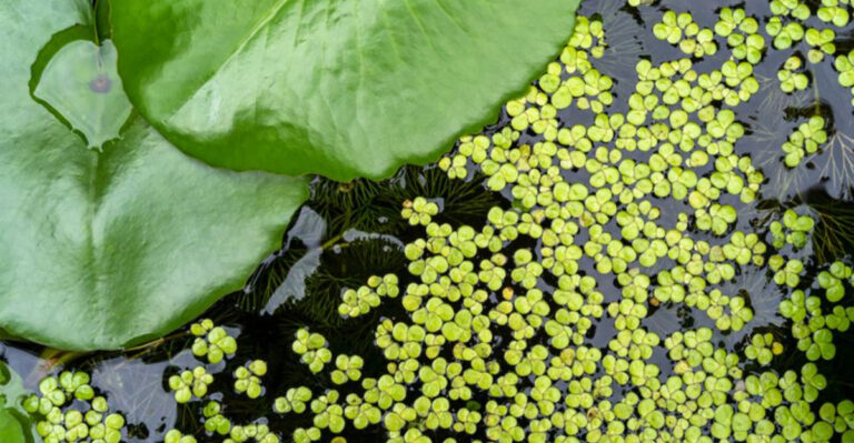Rooted in Rebellion: 15 Plants That Break All the Rules