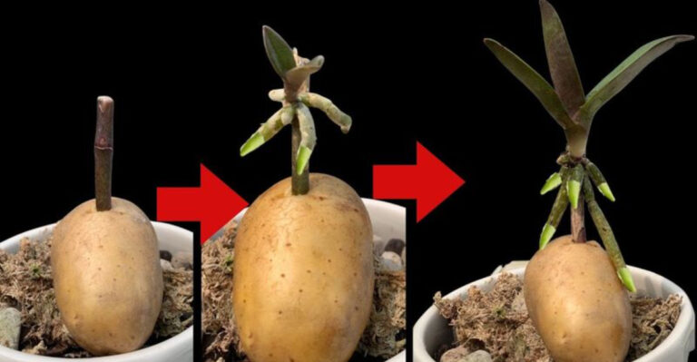 Rooting Orchids in Potatoes: The Surprising Method That’s Turning Heads