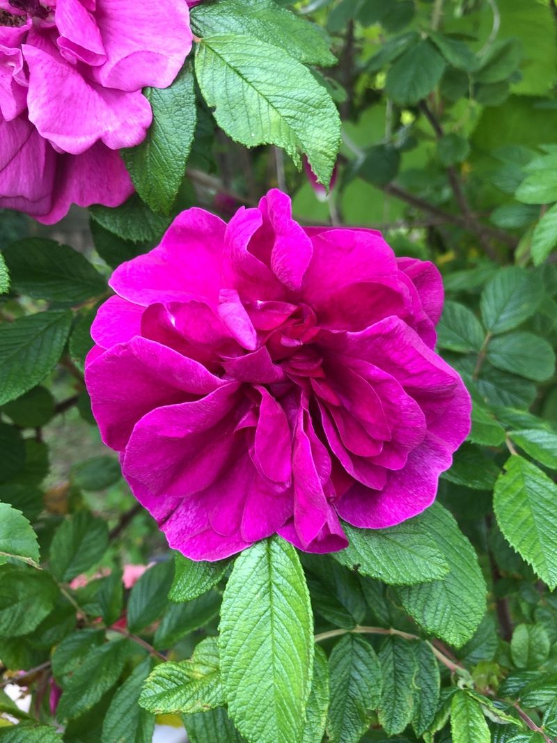 Rosa rugosa ‘Hansa’