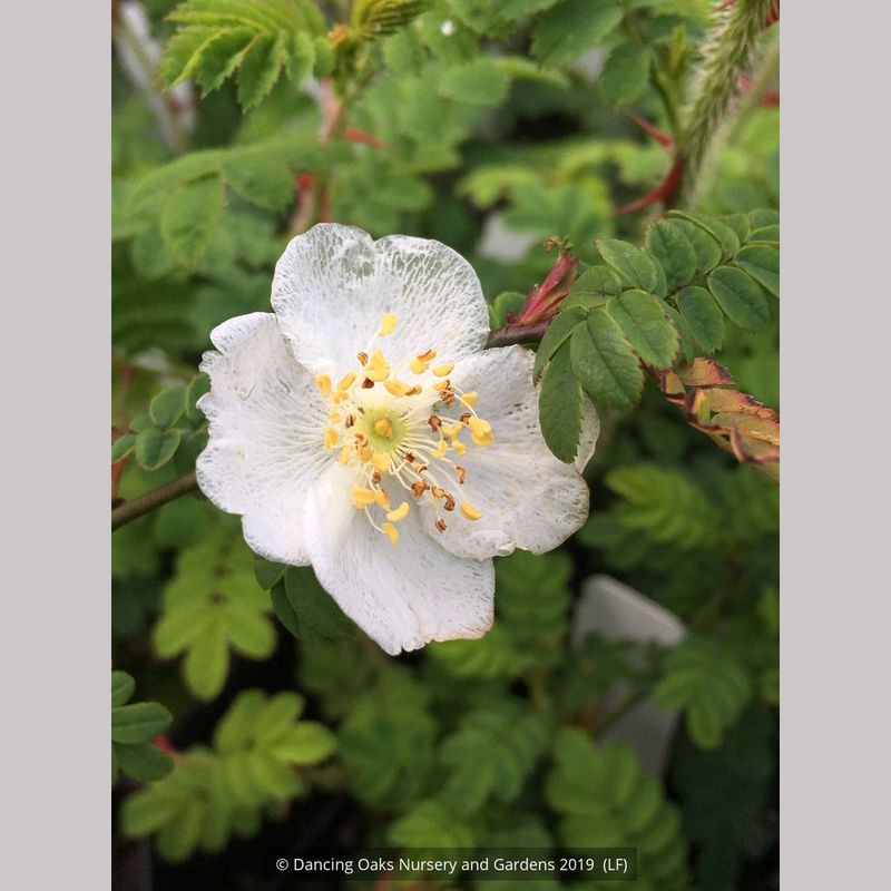 Rosa sericea pteracantha