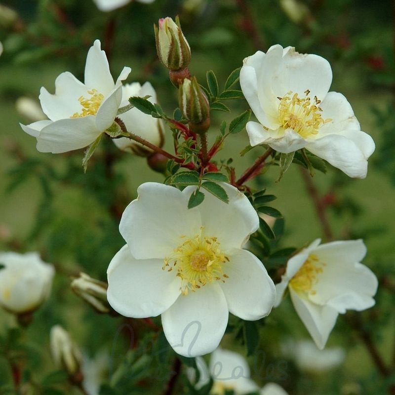 Rosa pimpinellifolia ‘Plena’