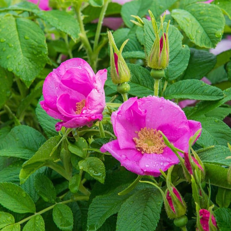 Rosa rugosa
