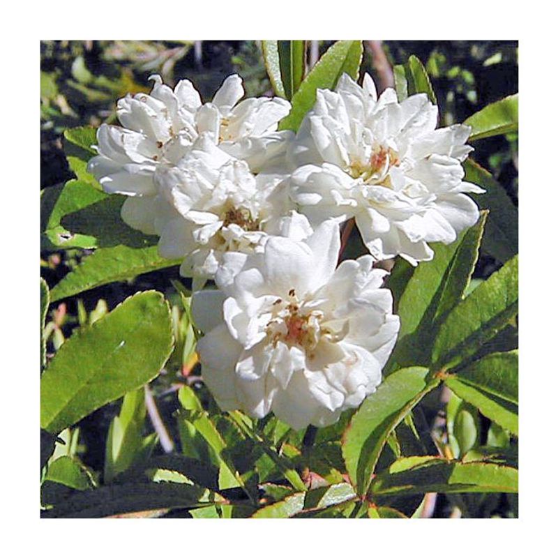 Rosa alba ‘Semi-plena’