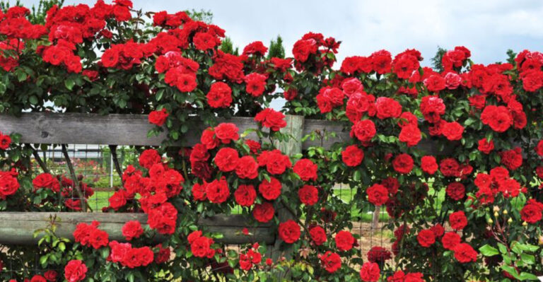 Roses Uncovered: 10 Reasons to Adore Them and 5 Reasons to Think Twice