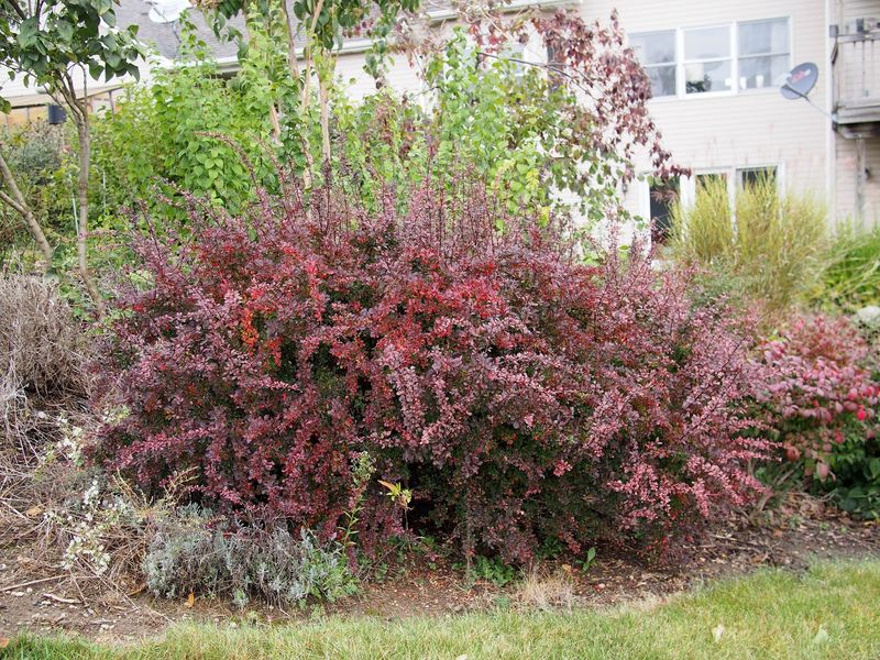 Japanese Barberry (Avoid)