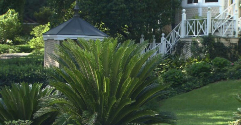 Sago Palm Secrets: How to Grow This Ancient Beauty in Your Backyard