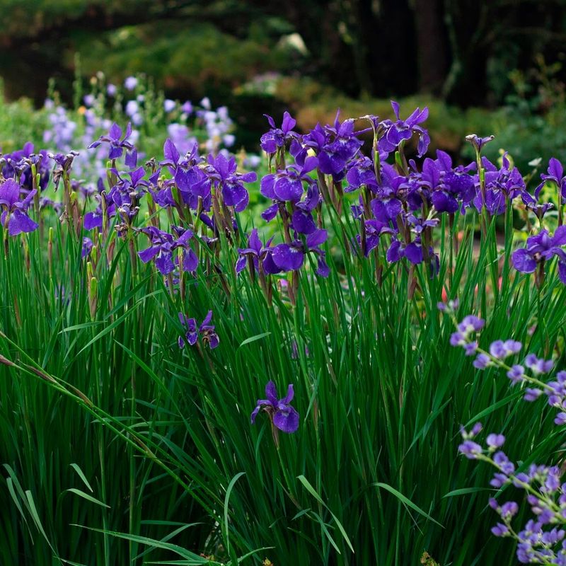 Siberian Iris