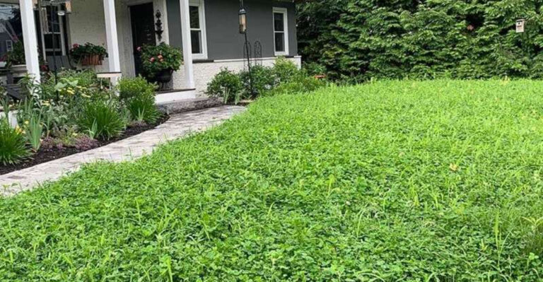 Say Goodbye to High-Maintenance Lawns with These 22 Grass Types