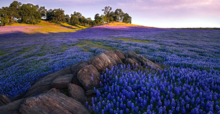 Say Goodbye to Lobelia: 33 Stunning Alternatives You’ll Love Even More!