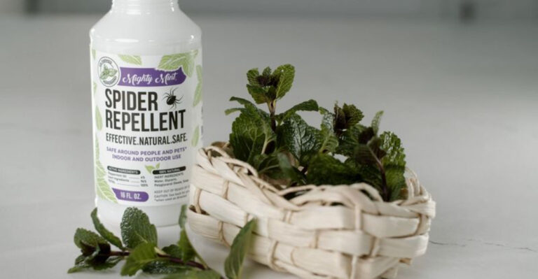 Say Goodbye to Spiders: These 12 Plants Keep Your Home Bug-Free Naturally!