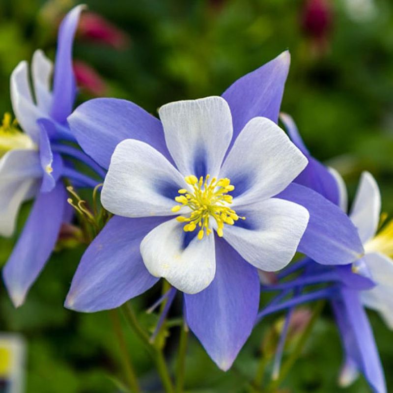Columbines (Aquilegia)