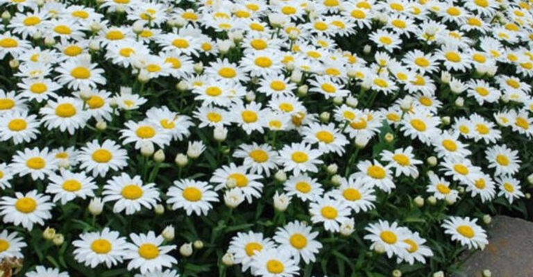 Shasta Daisies: 20 Secrets Gardeners Swear By for Stunning Blooms