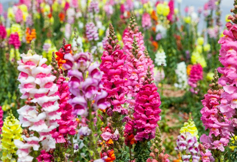 Snapdragon (Antirrhinum)