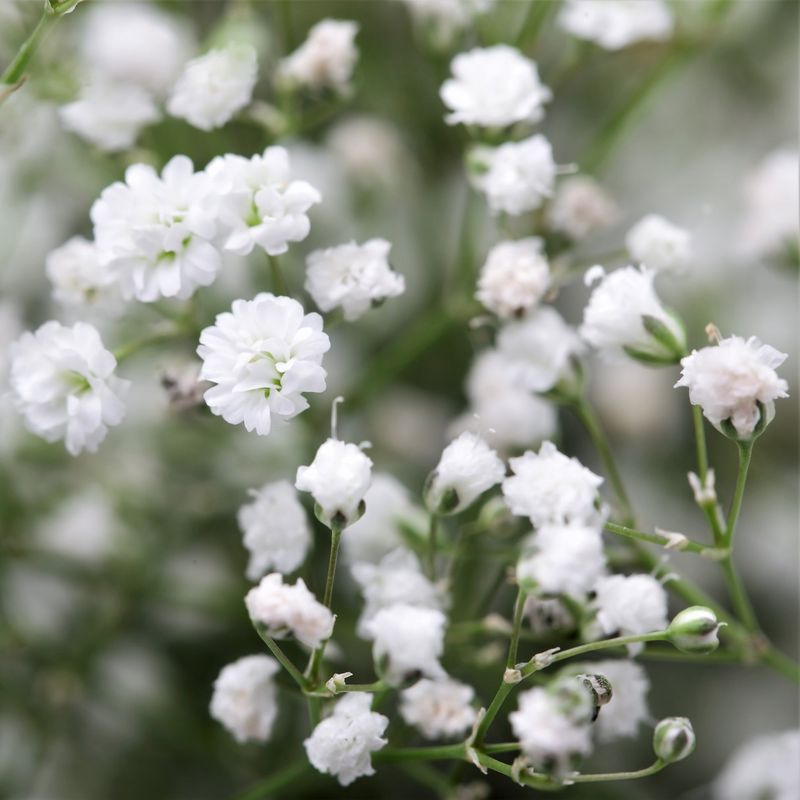 Gypsophila (Baby’s Breath)