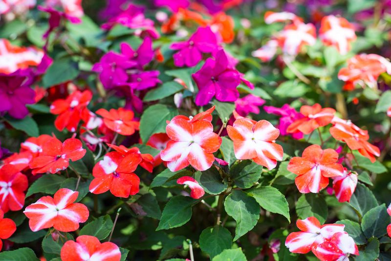 Impatiens