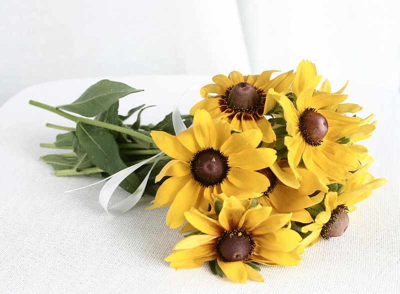 Black-Eyed Susans