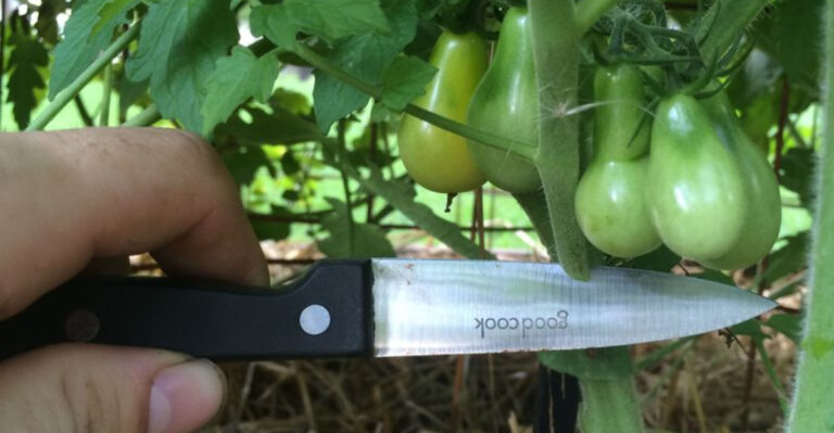 Snip Smart: The Secret to Growing Juicy, High-Yield Tomatoes