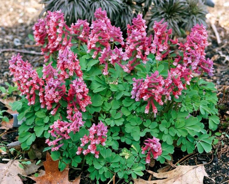 35 Partial Shade-Loving Plants That Will Transform the Dim Corners of ...