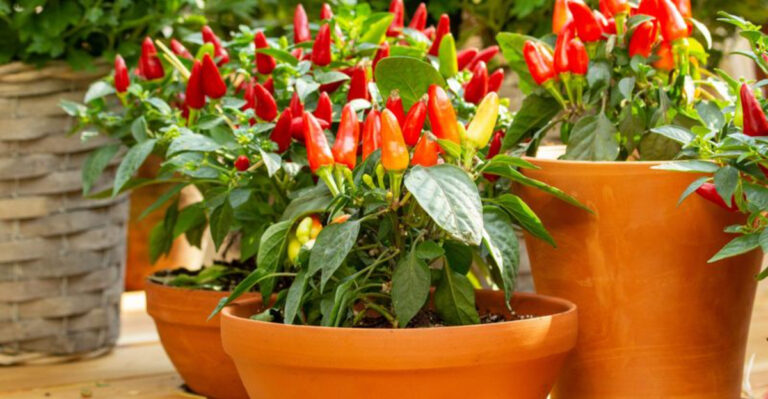 Spice Lovers, Rejoice: 15 Pepper Growing Hacks That Actually Work