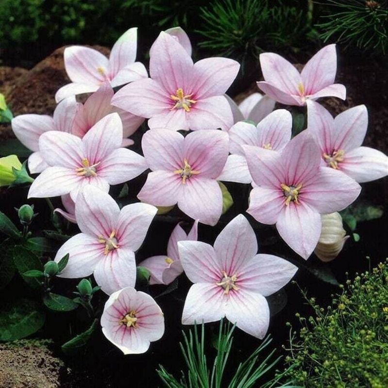 20 Pink Perennials You’ll See Every Year and 5 That Vanish After One ...
