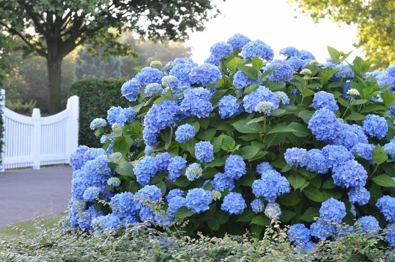 Hydrangea