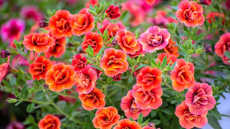 Petunias → Calibrachoa (Million Bells)