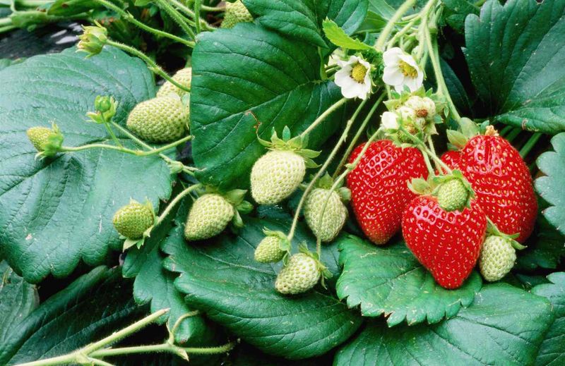 Choose Easy, Edible Plants