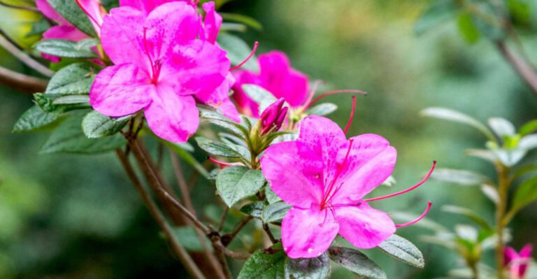 Stop Killing Your Azaleas! 15 Mistakes You Might Be Making (And How to Fix Them)